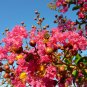 Crape Myrtle, Lagerstroemia indica, Tree Seeds (Fast, Showy, Fall Color)