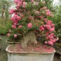Crape Myrtle, Lagerstroemia indica, Tree Seeds (Fast, Showy, Fall Color)
