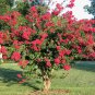 Crape Myrtle, Lagerstroemia indica, Tree Seeds (Fast, Showy, Fall Color)