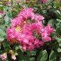 Crape Myrtle, Lagerstroemia indica, Tree Seeds (Fast, Showy, Fall Color)