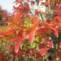 Crape Myrtle, Lagerstroemia indica, Tree Seeds (Fast, Showy, Fall Color)