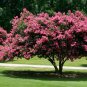 Crape Myrtle, Lagerstroemia indica, Tree Seeds (Fast, Showy, Fall Color)