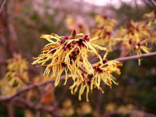 Witch Hazel, Hamamelis virginiana, Tree Seeds (Fragrant, Fall Color, Hardy)