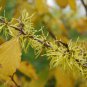 Witch Hazel, Hamamelis virginiana, Tree Seeds (Fragrant, Fall Color, Hardy)