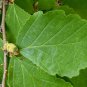 Witch Hazel, Hamamelis virginiana, Tree Seeds (Fragrant, Fall Color, Hardy)