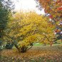 Witch Hazel, Hamamelis virginiana, Tree Seeds (Fragrant, Fall Color, Hardy)
