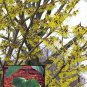 Witch Hazel, Hamamelis virginiana, Tree Seeds (Fragrant, Fall Color, Hardy)
