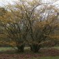 Witch Hazel, Hamamelis virginiana, Tree Seeds (Fragrant, Fall Color, Hardy)