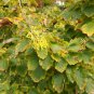 Witch Hazel, Hamamelis virginiana, Tree Seeds (Fragrant, Fall Color, Hardy)