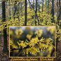 Witch Hazel, Hamamelis virginiana, Tree Seeds (Fragrant, Fall Color, Hardy)