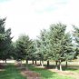 Blue Balsam Fir, Abies balsamea Cooks Blue, Tree Seeds (Fragrant Evergreen)