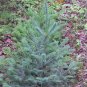 Blue Balsam Fir, Abies balsamea Cooks Blue, Tree Seeds (Fragrant Evergreen)