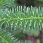 Blue Balsam Fir, Abies balsamea Cooks Blue, Tree Seeds (Fragrant Evergreen)