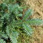 Blue Balsam Fir, Abies balsamea Cooks Blue, Tree Seeds (Fragrant Evergreen)