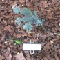 Blue Balsam Fir, Abies balsamea Cooks Blue, Tree Seeds (Fragrant Evergreen)