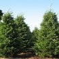 30 Balsam Fir, Abies balsamea, Tree Seeds (Fragrant Hardy Evergreen, Bonsai)