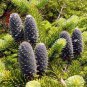 30 Balsam Fir, Abies balsamea, Tree Seeds (Fragrant Hardy Evergreen, Bonsai)