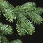 30 Balsam Fir, Abies balsamea, Tree Seeds (Fragrant Hardy Evergreen, Bonsai)