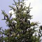 30 Balsam Fir, Abies balsamea, Tree Seeds (Fragrant Hardy Evergreen, Bonsai)