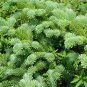 30 Balsam Fir, Abies balsamea, Tree Seeds (Fragrant Hardy Evergreen, Bonsai)