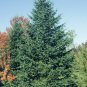 30 Balsam Fir, Abies balsamea, Tree Seeds (Fragrant Hardy Evergreen, Bonsai)