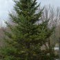 30 Balsam Fir, Abies balsamea, Tree Seeds (Fragrant Hardy Evergreen, Bonsai)