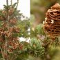 30 Balsam Fir, Abies balsamea, Tree Seeds (Fragrant Hardy Evergreen, Bonsai)