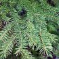 30 Balsam Fir, Abies balsamea, Tree Seeds (Fragrant Hardy Evergreen, Bonsai)