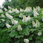Oakleaf Hydrangea, Hydrangea Quercifolia, Seeds (Fast, Showy, Fall Color)
