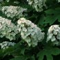 Oakleaf Hydrangea, Hydrangea Quercifolia, Seeds (Fast, Showy, Fall Color)