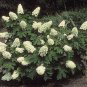 Oakleaf Hydrangea, Hydrangea Quercifolia, Seeds (Fast, Showy, Fall Color)