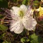 20 Caper Bush, Capparis spinosa, Seeds (Edible, Showy, Fragrant)
