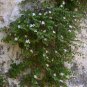 20 Caper Bush, Capparis spinosa, Seeds (Edible, Showy, Fragrant)