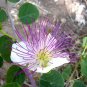 20 Caper Bush, Capparis spinosa, Seeds (Edible, Showy, Fragrant)