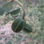 20 Caper Bush, Capparis spinosa, Seeds (Edible, Showy, Fragrant)