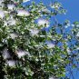 20 Caper Bush, Capparis spinosa, Seeds (Edible, Showy, Fragrant)
