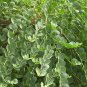 20 Caper Bush, Capparis spinosa, Seeds (Edible, Showy, Fragrant)