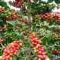 5 Arabian Coffee Shrub, Coffea arabica, Seeds (Showy, Edible, Evergreen, Fragrant)
