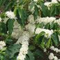 5 Arabian Coffee Shrub, Coffea arabica, Seeds (Showy, Edible, Evergreen, Fragrant)