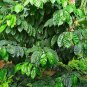 5 Arabian Coffee Shrub, Coffea arabica, Seeds (Showy, Edible, Evergreen, Fragrant)