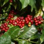 5 Arabian Coffee Shrub, Coffea arabica, Seeds (Showy, Edible, Evergreen, Fragrant)