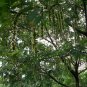 Chinese Wingnut, Pterocarya stenoptera, Tree Seeds (Rare, Fast, Showy)