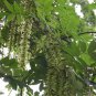 Chinese Wingnut, Pterocarya stenoptera, Tree Seeds (Rare, Fast, Showy)