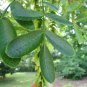 Chinese Wingnut, Pterocarya stenoptera, Tree Seeds (Rare, Fast, Showy)