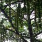 Chinese Wingnut, Pterocarya stenoptera, Tree Seeds (Rare, Fast, Showy)