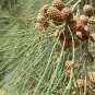 River She-Oak, Casuarina cunninghamiana, Tree Seeds (Fast, Evergreen)
