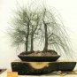 River She-Oak, Casuarina cunninghamiana, Tree Seeds (Fast, Evergreen)