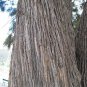 River She-Oak, Casuarina cunninghamiana, Tree Seeds (Fast, Evergreen)