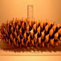 Sugar Pine, (King of Pines), Pinus lambertiana, Tree Seeds (Fragrant Evergreen)