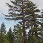 Sugar Pine, (King of Pines), Pinus lambertiana, Tree Seeds (Fragrant Evergreen)